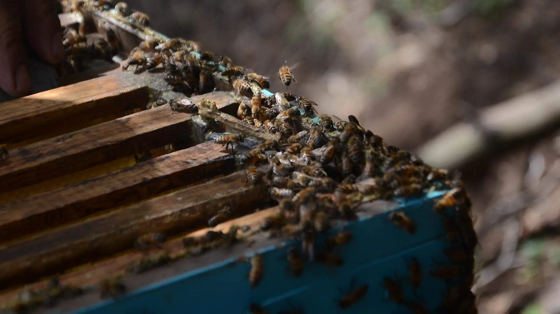 El parásito de varroa puede acabar con un apiario completo. Foto Jacob Cabello